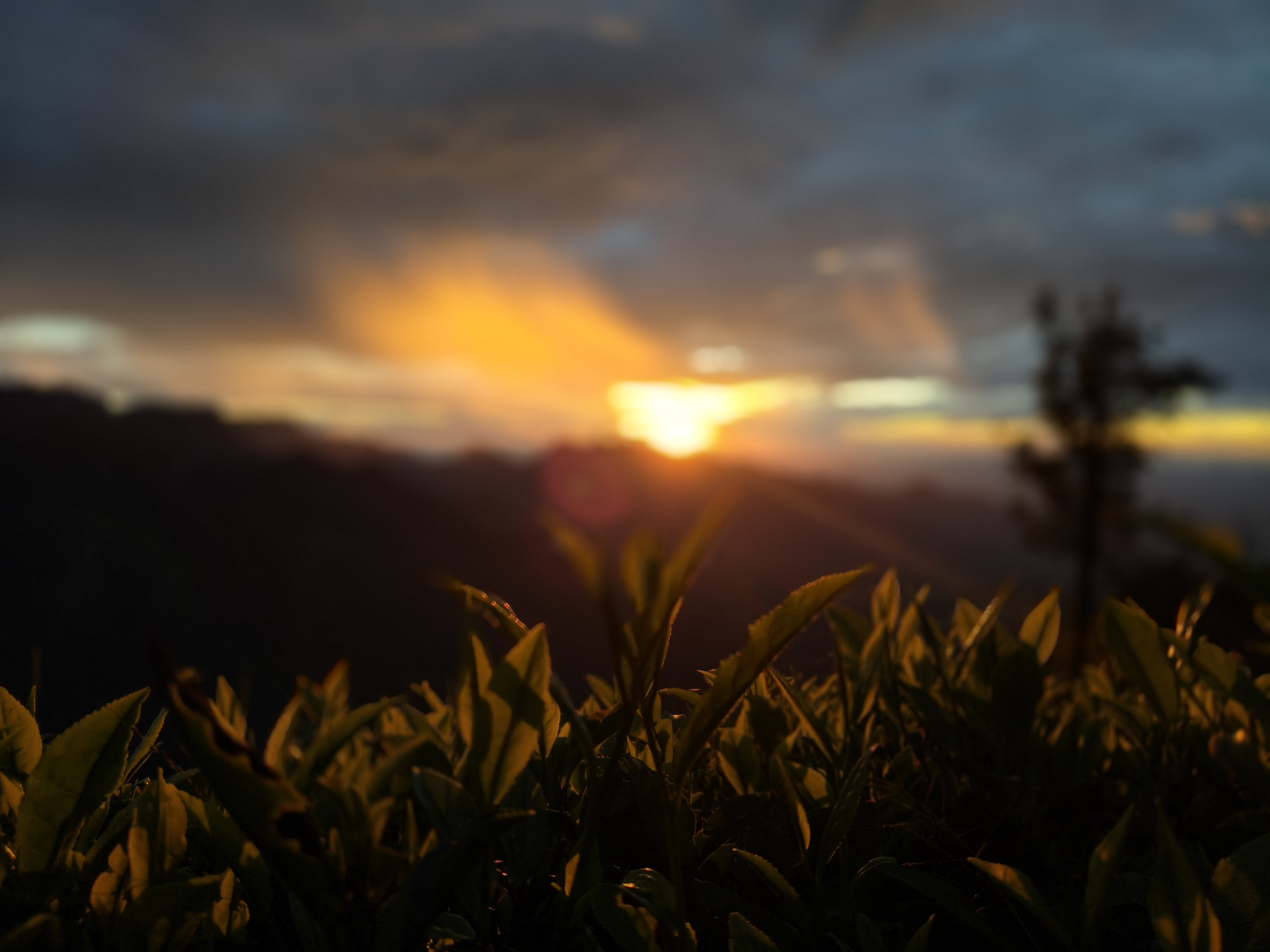 Kolukkumalai tea leaves glowing under golden sunset light